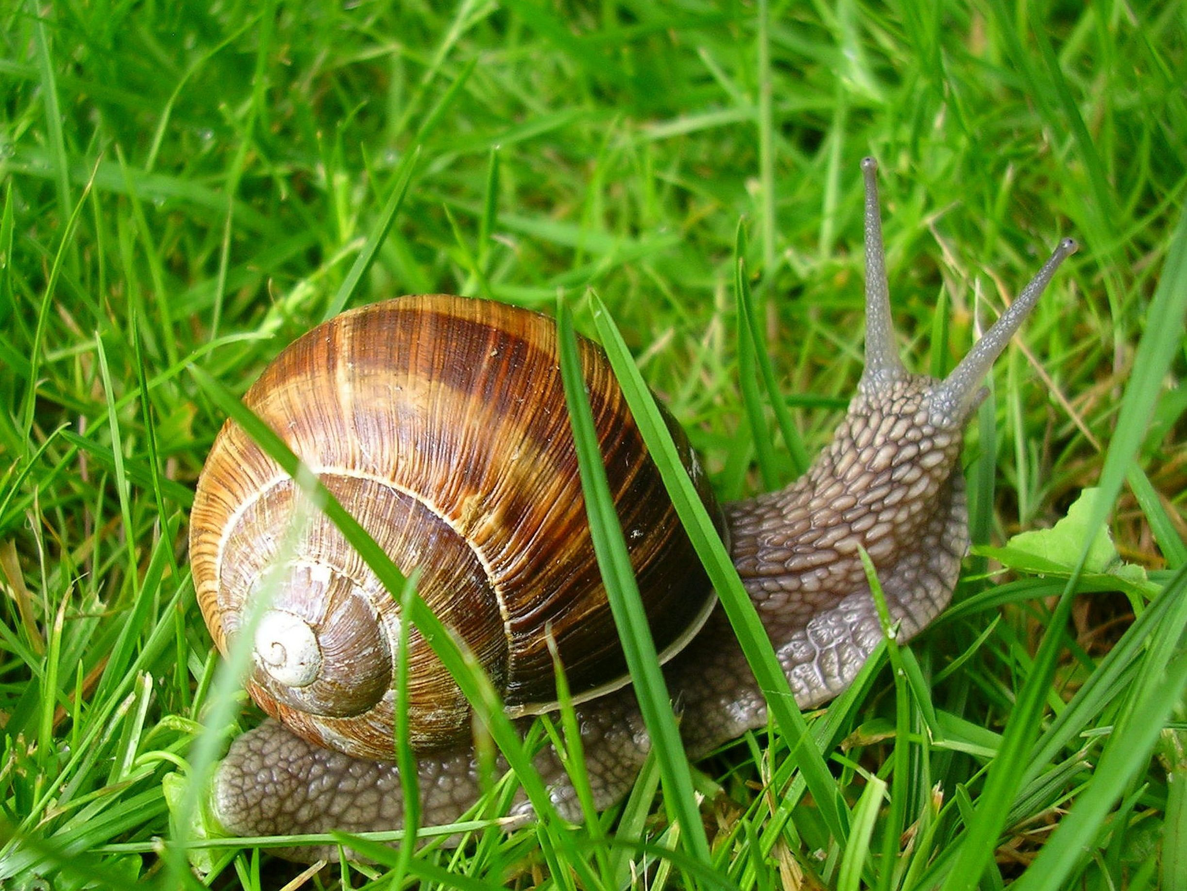 courseimage